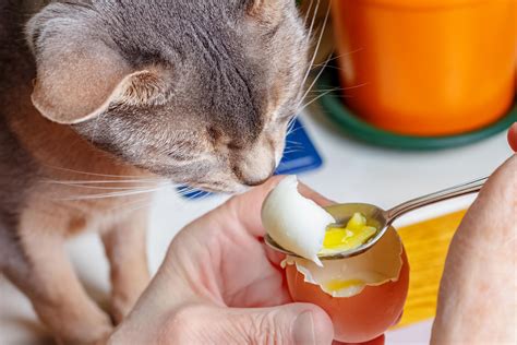 los gatos pueden comer huevo - que son los aranceles